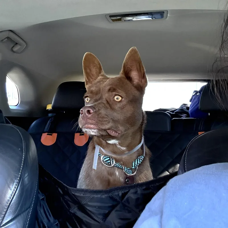 A young medium-sized female Brown / Chocolate Mixed Breed dog named Milkshake for adoption in La Mesa, CA