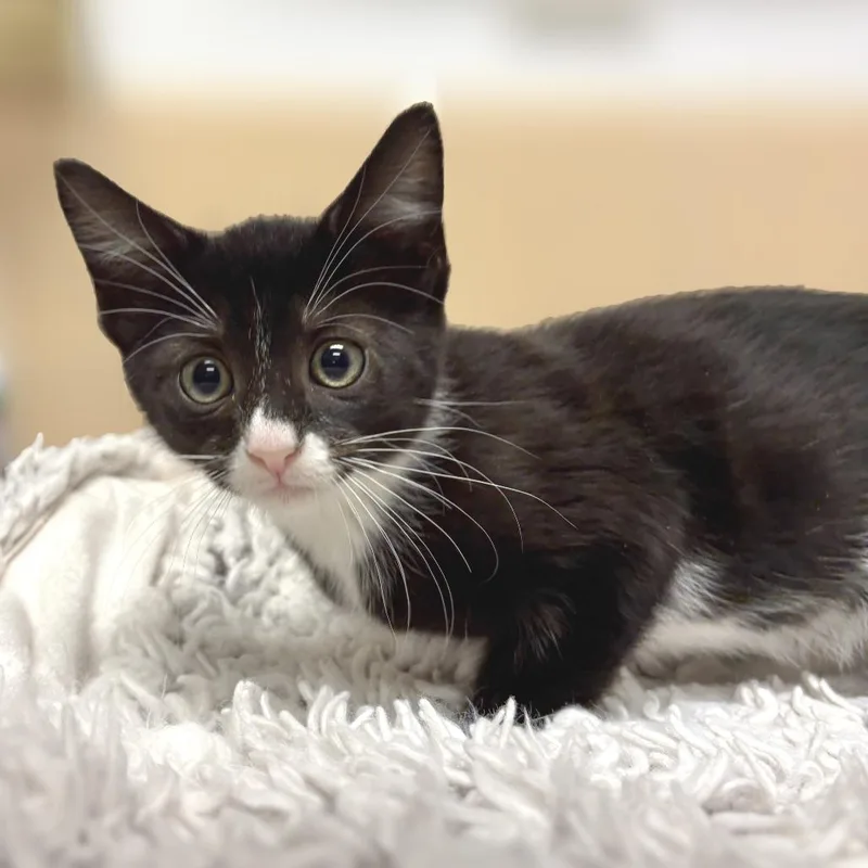 A baby small-sized male Black Domestic Short Hair cat named Mufasa for adoption in East Hampton, NY