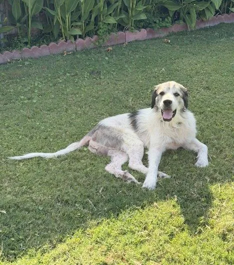 An adult large-sized male Great Pyrenees dog named Sully for adoption in Garland, TX