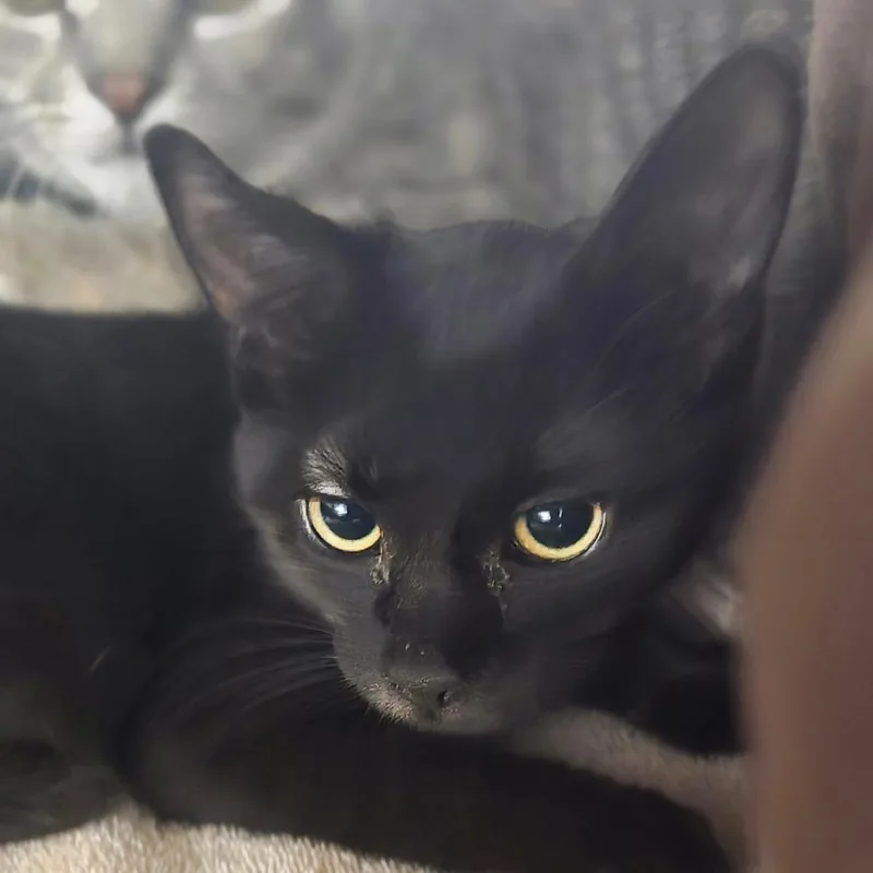 A baby small-sized female Black Domestic Short Hair cat named Boo for adoption in Waldorf, MD