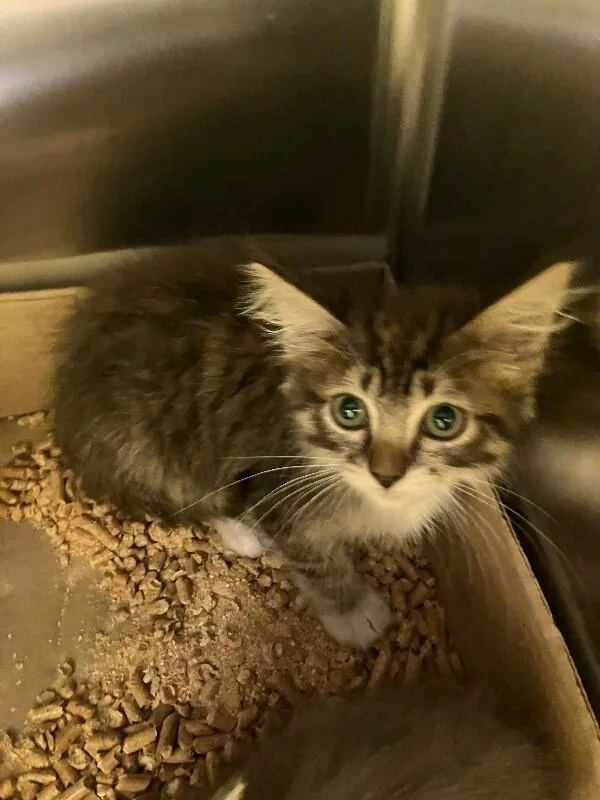 A young medium-sized female Tabby (Brown / Chocolate) Domestic Medium Hair cat named Queso for adoption in Jackson, TN