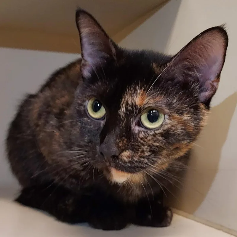 An adult medium-sized female Black Domestic Short Hair cat named Tiffany for adoption in Dayton, OH