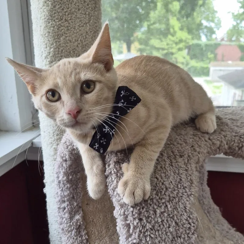 A baby medium-sized male Tabby (Orange / Red) Domestic Short Hair cat named Cedar for adoption in Louisville, KY