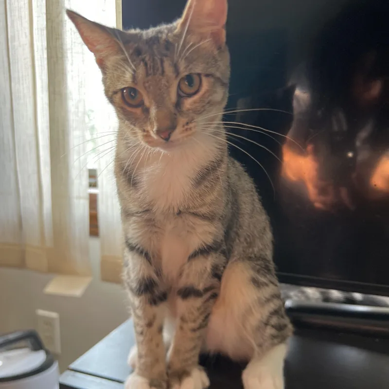 A baby medium-sized female Domestic Short Hair cat named Ruthy & Renee for adoption in Medford, MA