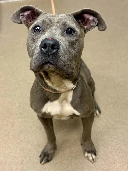 An adult medium-sized female Mixed Breed dog named Zippy for adoption in Chamblee, GA