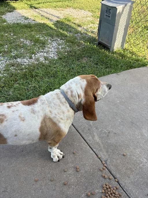 A senior large-sized female Basset Hound dog named Daisy for adoption in TULSA, OK