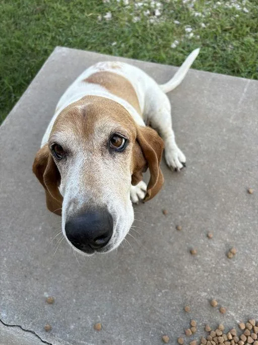 Daisy thumbnail 2