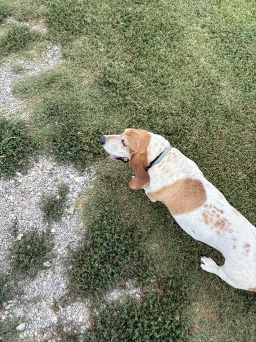 Daisy thumbnail 4