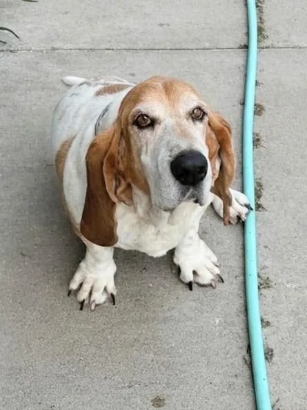 Daisy thumbnail 5