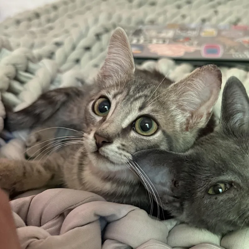 A baby small-sized male Gray / Blue / Silver Domestic Medium Hair cat named Malfoy for adoption in Fort Collins, CO