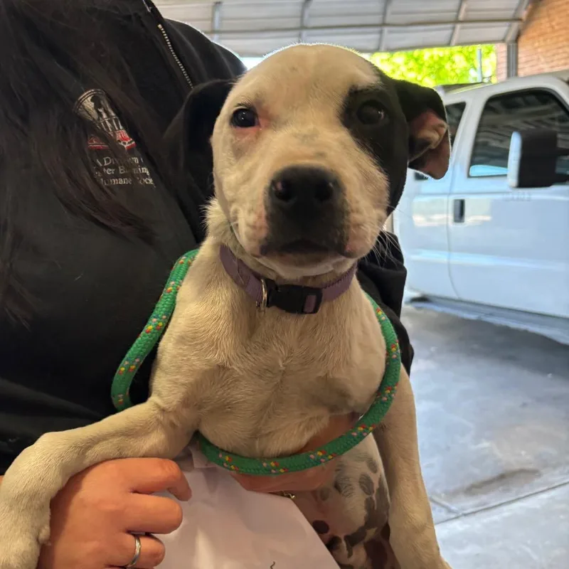 A baby small-sized male Black Pit Bull Terrier dog named Schnieder for adoption in Birmingham, AL