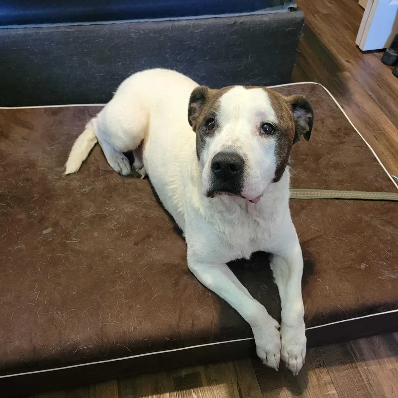 An adult large-sized male White / Cream Mixed Breed dog named Bailey FC AB for adoption in Union, MO