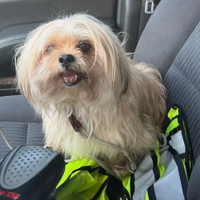 A senior small-sized female White / Cream Shih Tzu dog named Marisol for adoption in Newark, NJ