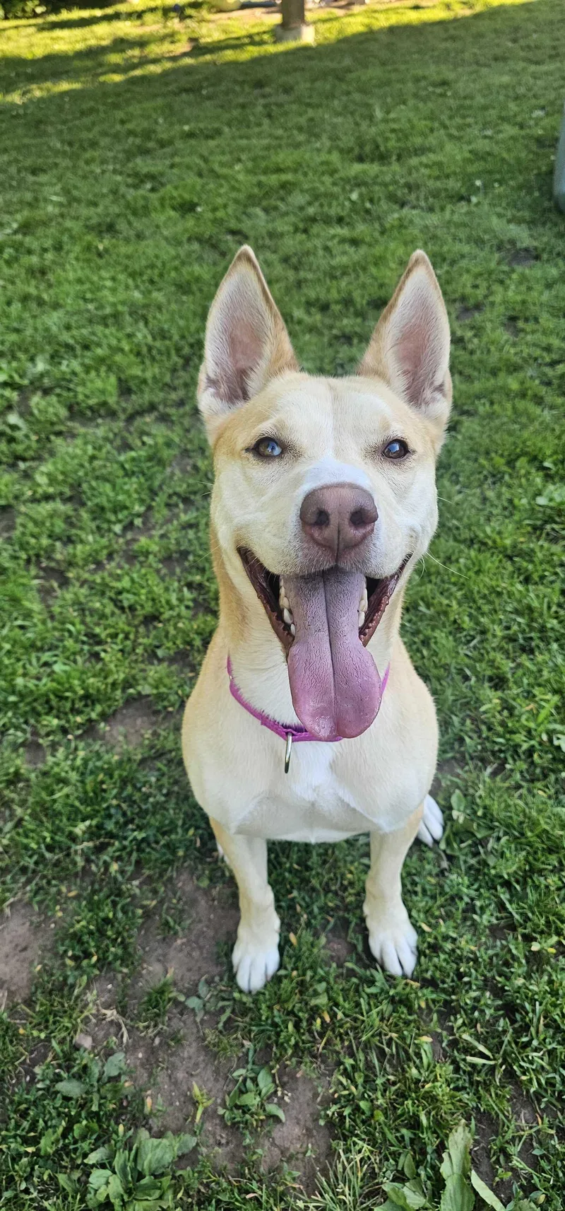 An adult medium-sized female Yellow / Tan / Blond / Fawn Husky dog named Gemma for adoption in North Haven, CT