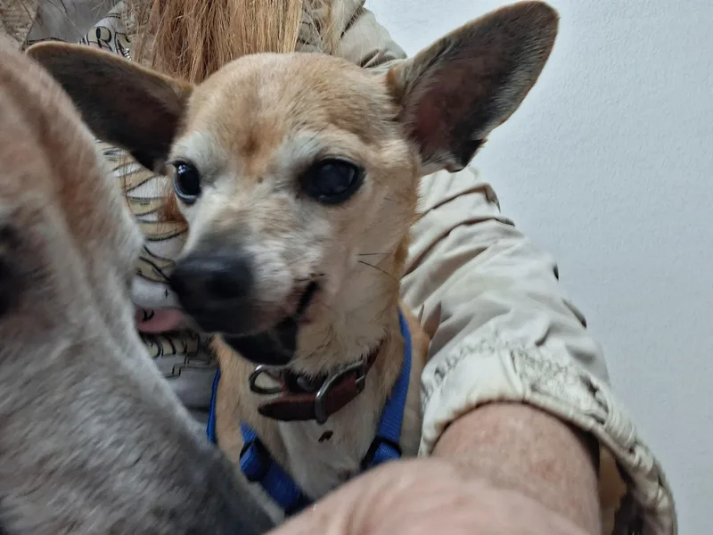 An adult small-sized male Chihuahua dog named Christopher for adoption in Stoughton, MA