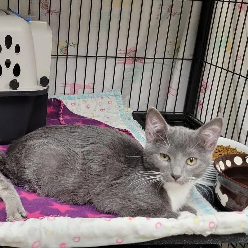 A baby small-sized male Gray / Blue / Silver Domestic Short Hair cat named Georgie for adoption in Milan, IL