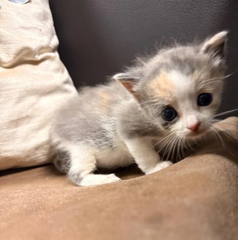 A baby medium-sized female American Shorthair cat named Swan for adoption in Rockport, TX
