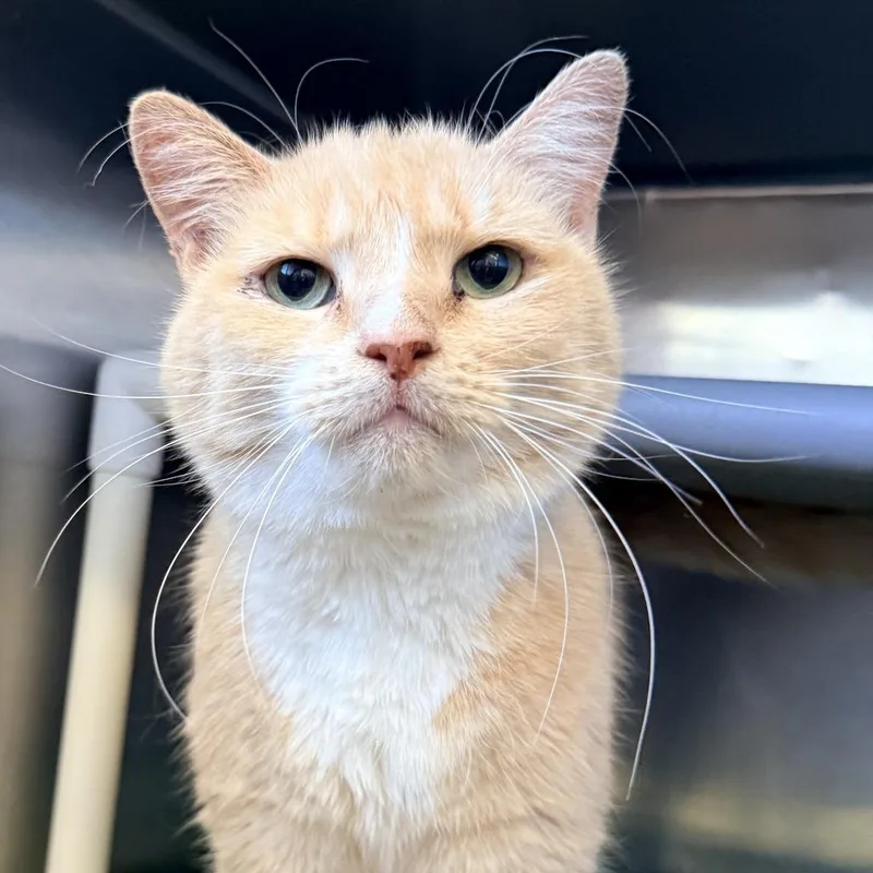 A senior large-sized male Orange / Red Domestic Short Hair cat named Baby Bisquit for adoption in Palm Springs, CA