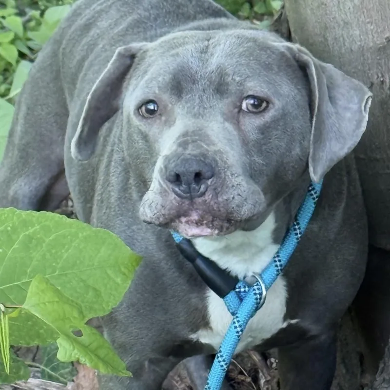 An adult medium-sized male American Staffordshire Terrier dog named Notorious for adoption in Triadelphia, WV