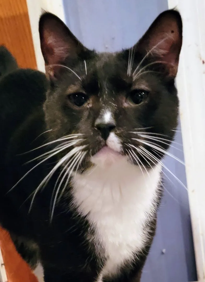 Buddy Boy thumbnail 2