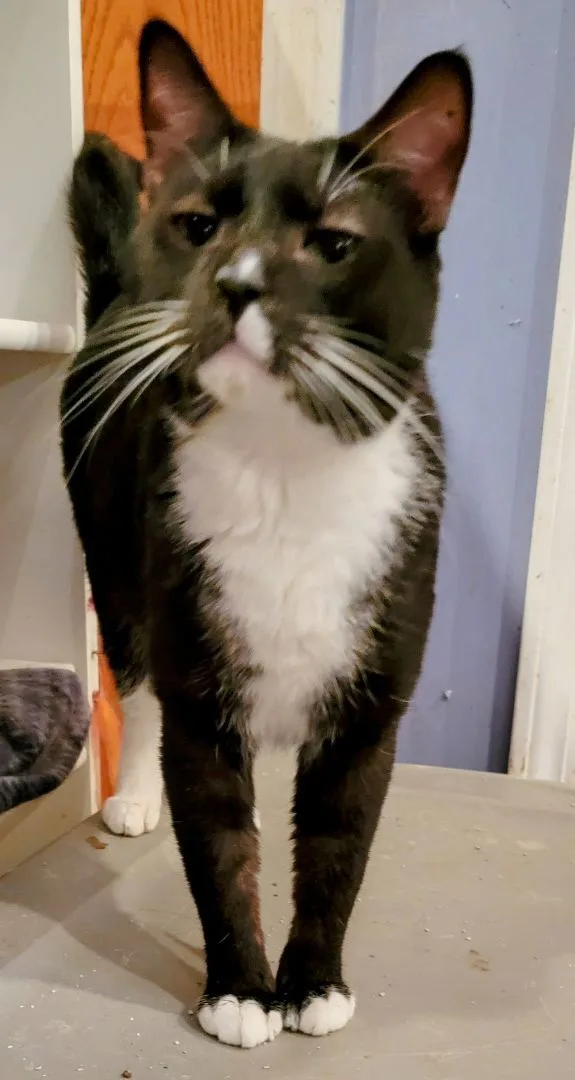 Buddy Boy thumbnail 3