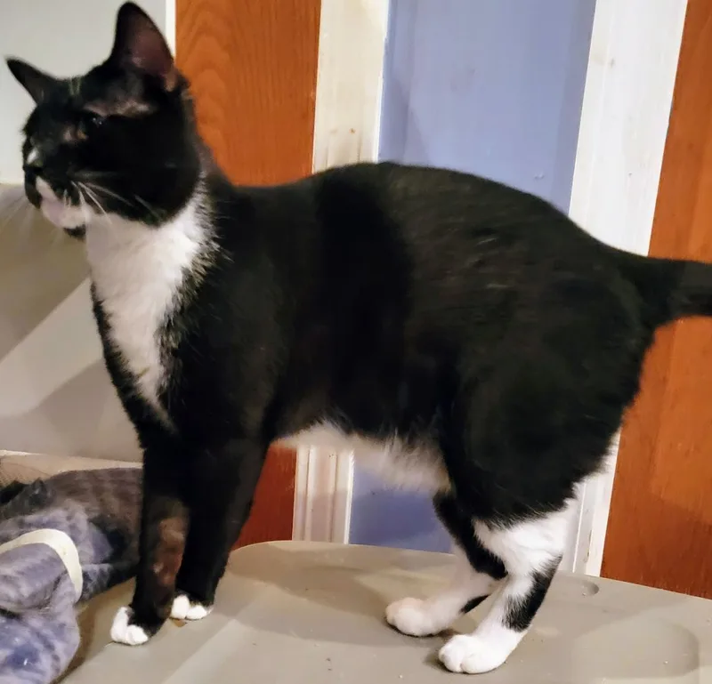 Buddy Boy thumbnail 4