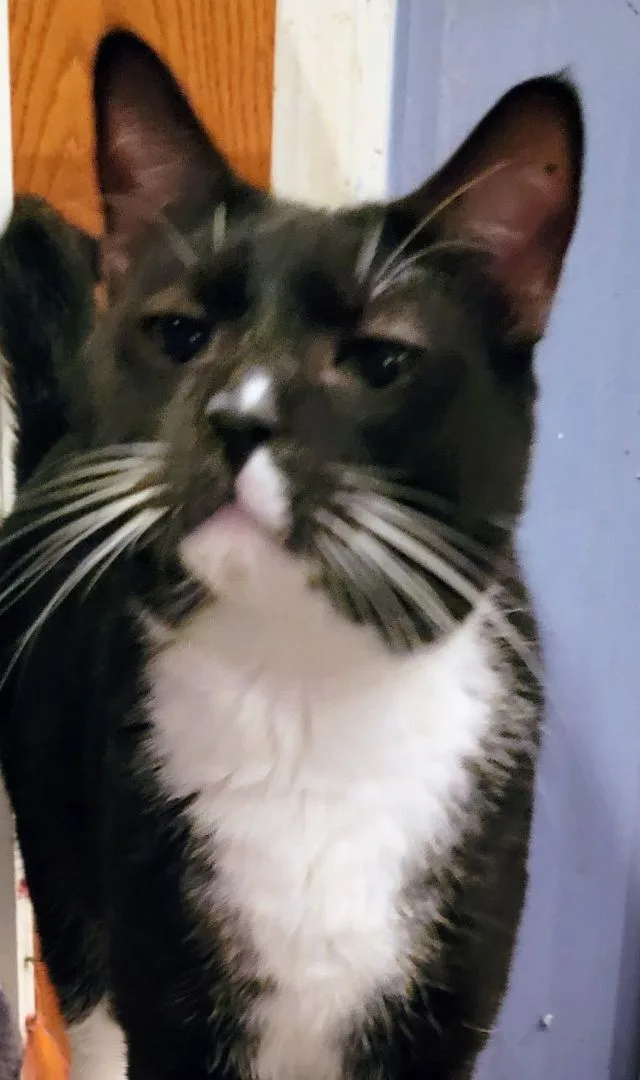 Buddy Boy thumbnail 5