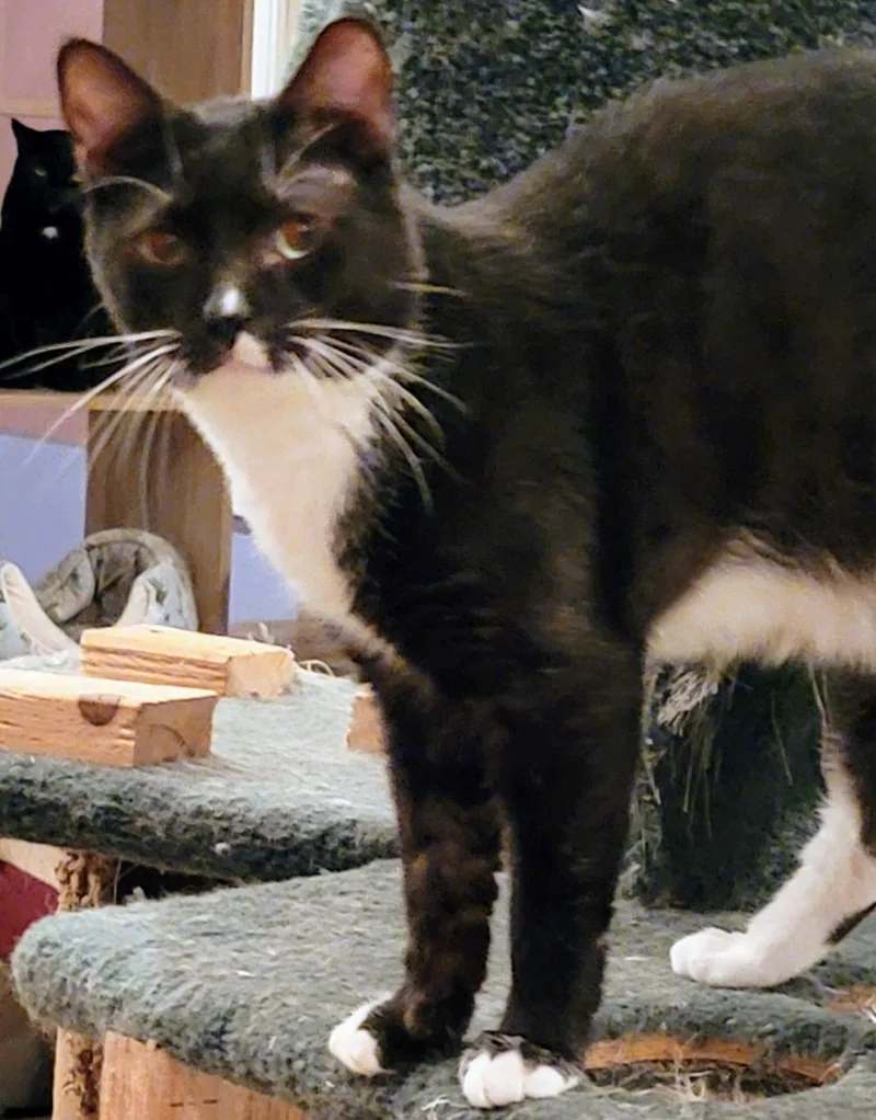 Buddy Boy thumbnail 6