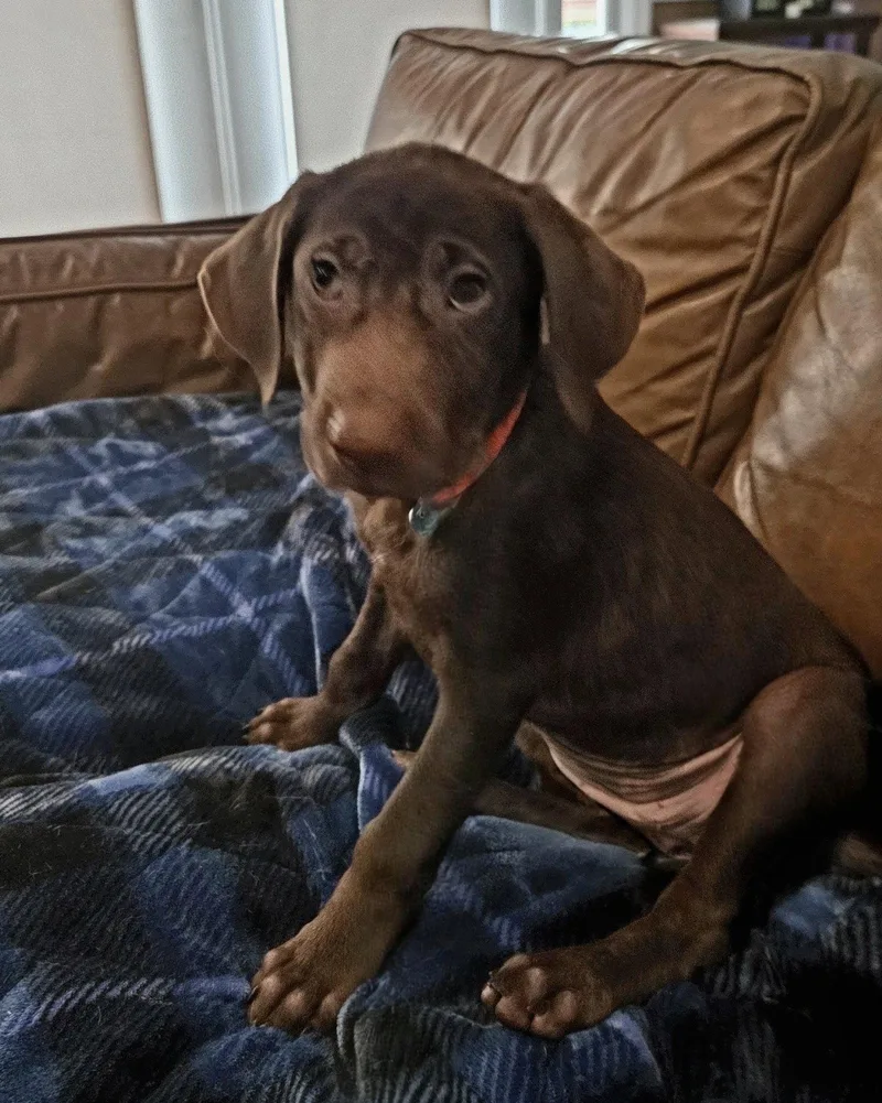 A baby medium-sized female Labrador Retriever dog named Alex Dunphy for adoption in Alpharetta, GA