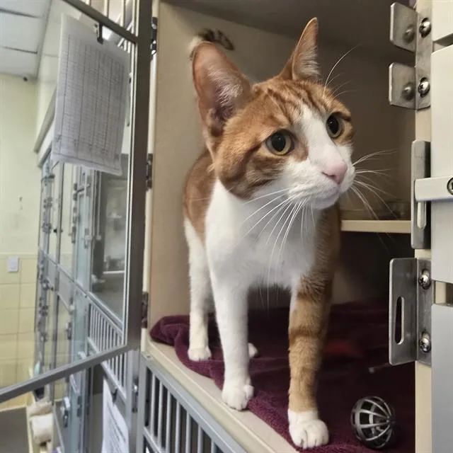 An adult small-sized male Domestic Short Hair cat named Quick Draw Mcgraw for adoption in Denver, CO