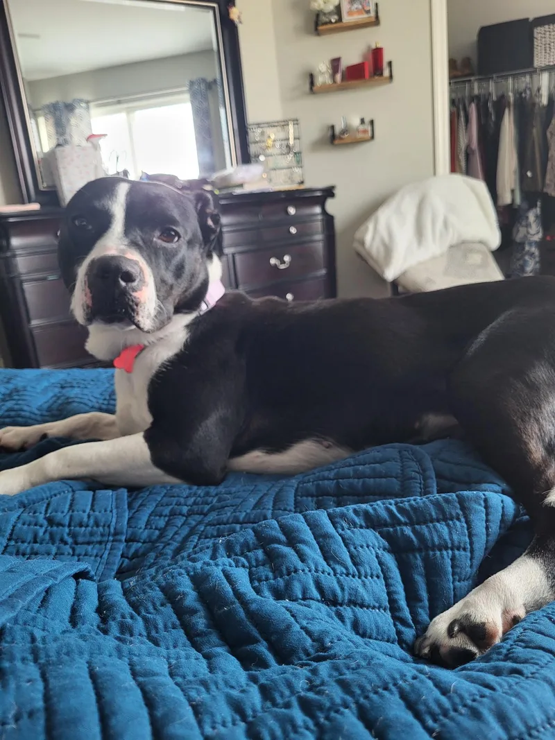 Chocolate thumbnail 2