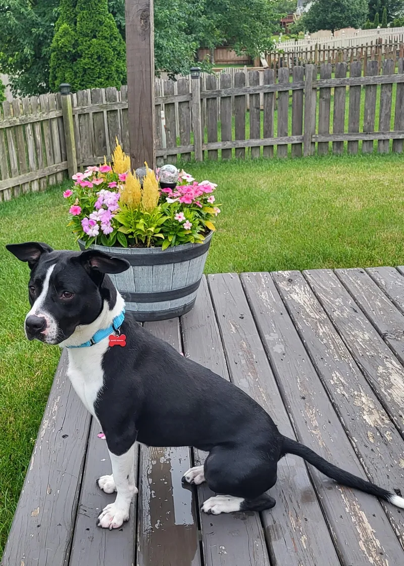 Chocolate thumbnail 3