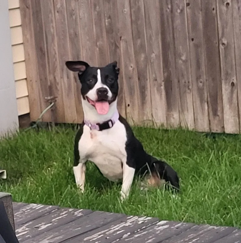 Chocolate thumbnail 4