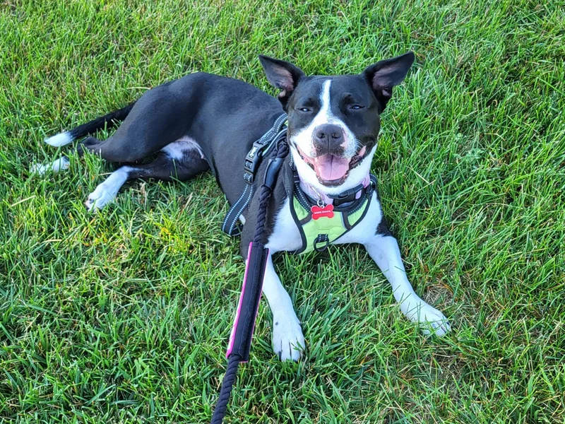 Chocolate thumbnail 5