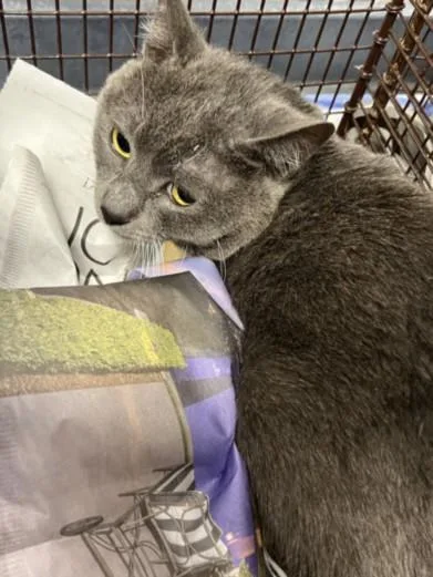 An adult medium-sized male Domestic Short Hair cat named Miso for adoption in Chatsworth, CA