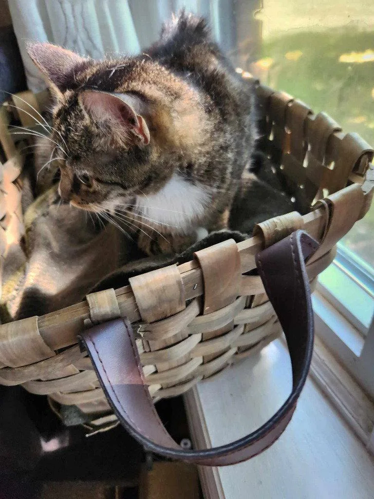 An adult medium-sized female Domestic Short Hair cat named Millie for adoption in Cromwell, KY