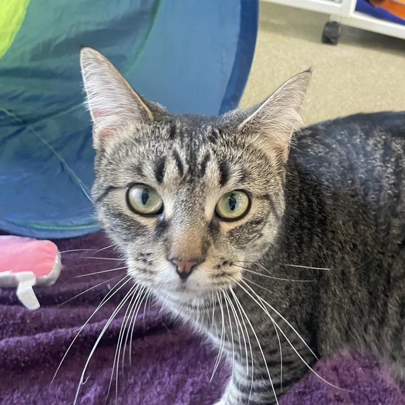 An adult large-sized male Brown / Chocolate Domestic Short Hair cat named Butch for adoption in Chicago, IL