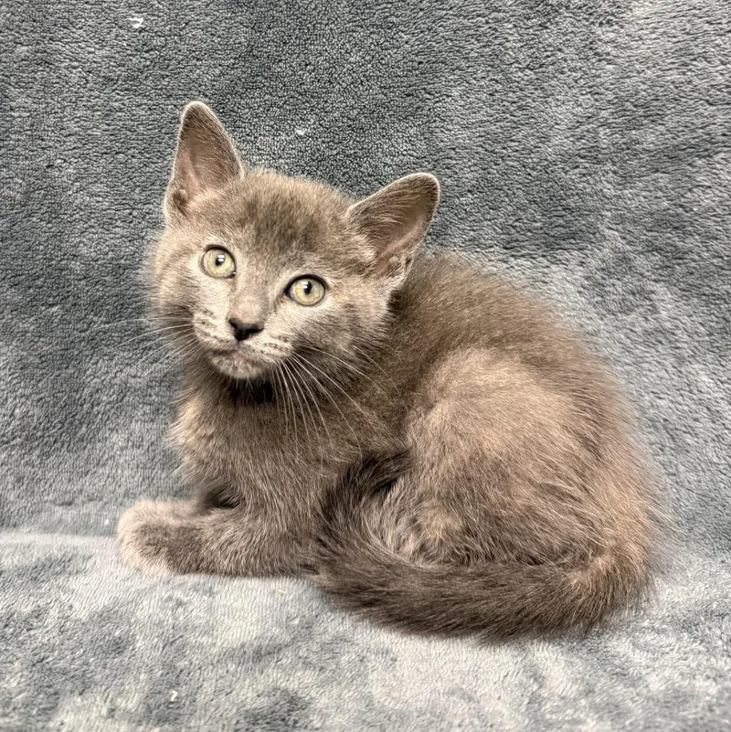 A baby medium-sized female Domestic Short Hair cat named Cammi for adoption in Brenham, TX