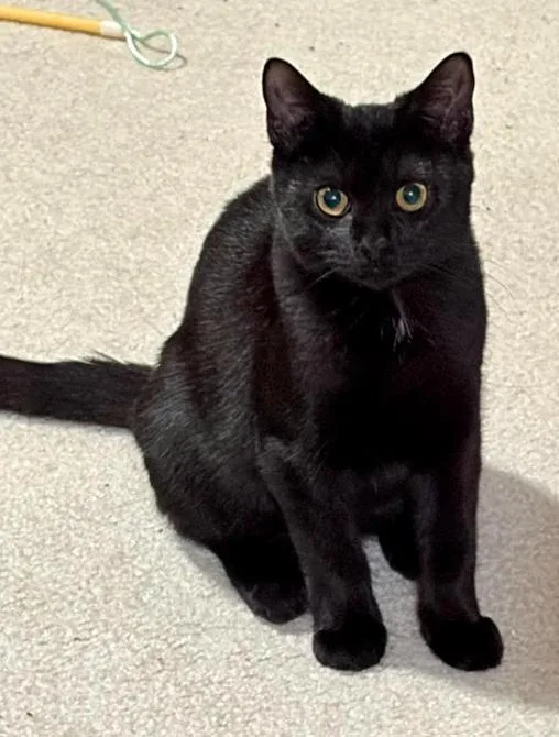 A baby medium-sized female Black Domestic Short Hair cat named Cinder for adoption in Herndon, VA