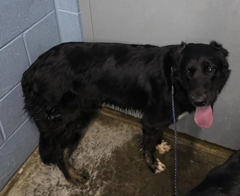 An adult large-sized female Tricolor (Brown, Black, & White) Rottweiler dog named Pepper for adoption in Evansville, IN