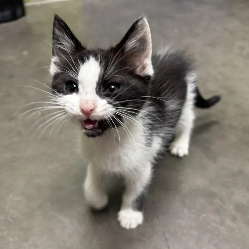 A young small-sized male Black & White / Tuxedo Domestic Short Hair cat named Mookie for adoption in Waynesburg, PA