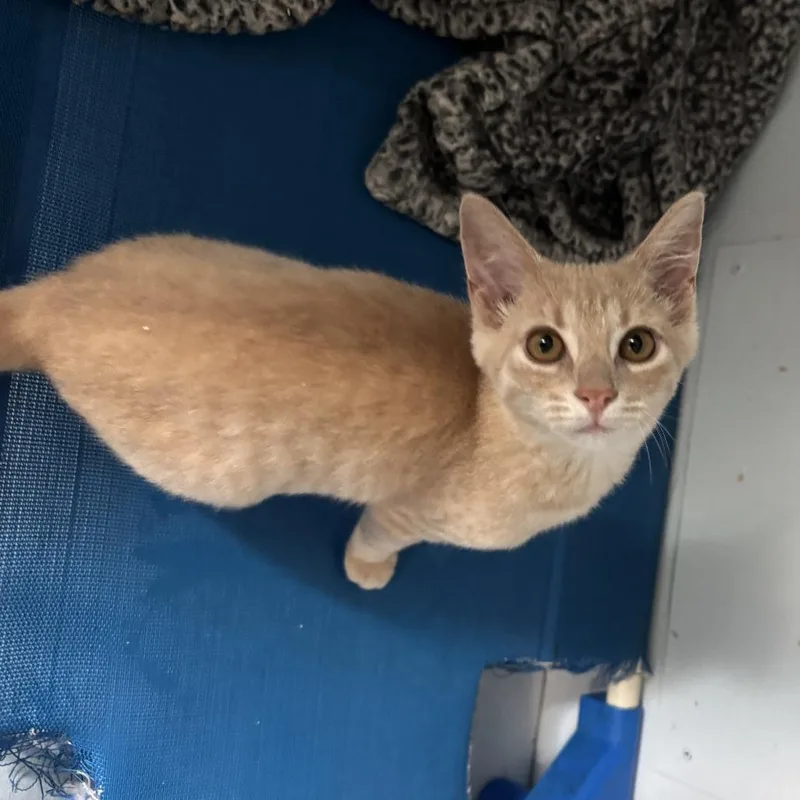 A baby small-sized female Buff / Tan / Fawn Domestic Short Hair cat named Tatiana for adoption in Richland, MI