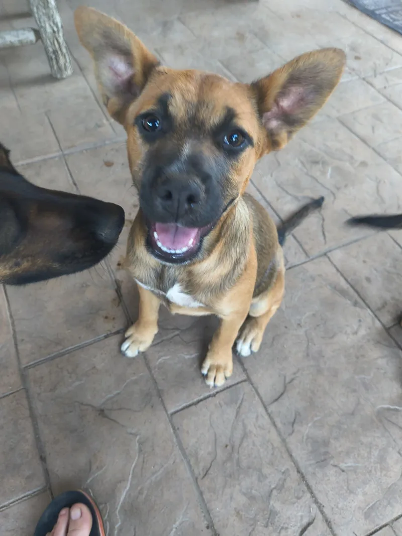 A young small-sized female Australian Kelpie dog named Alisha for adoption in Lake Elsinore, CA