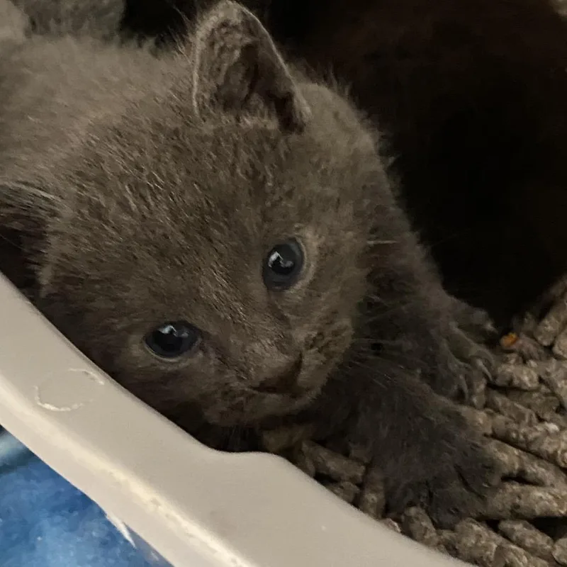 A baby small-sized female Gray / Blue / Silver Domestic Medium Hair cat named Levy for adoption in San Pablo, CA