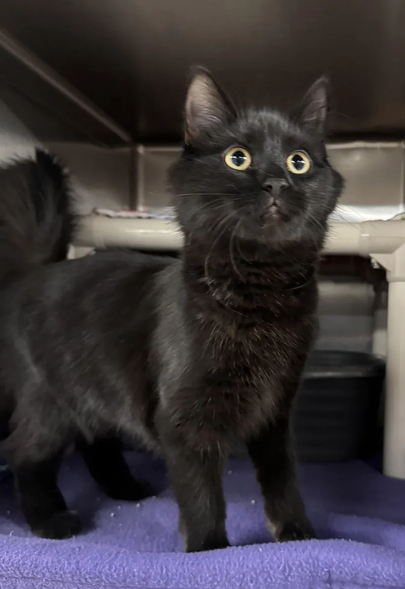 An adult medium-sized female Black Domestic Long Hair cat named Marjorie for adoption in Wyandotte, MI