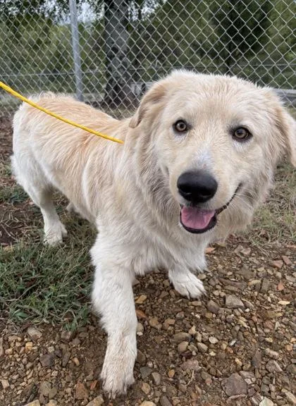 An adult large-sized male Great Pyrenees dog named Shaggy for adoption in Conway, AR