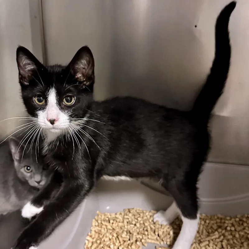 A baby small-sized male Black Domestic Short Hair cat named Woody C for adoption in Union, MO