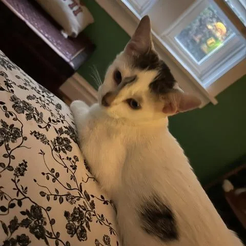 Nissan thumbnail 4
