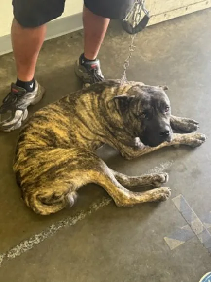 A young large-sized male Mastiff dog named Kurama for adoption in Chatsworth, CA