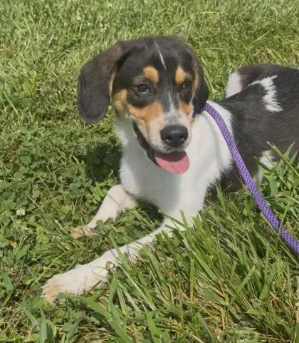 An adult medium-sized male Mixed Breed dog named Chester for adoption in Columbus, IN